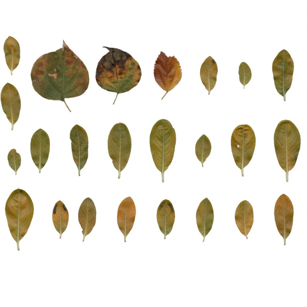 @utumn 2017 - Textures Vol - VI (Vinka Plant Leaves) preview image 1